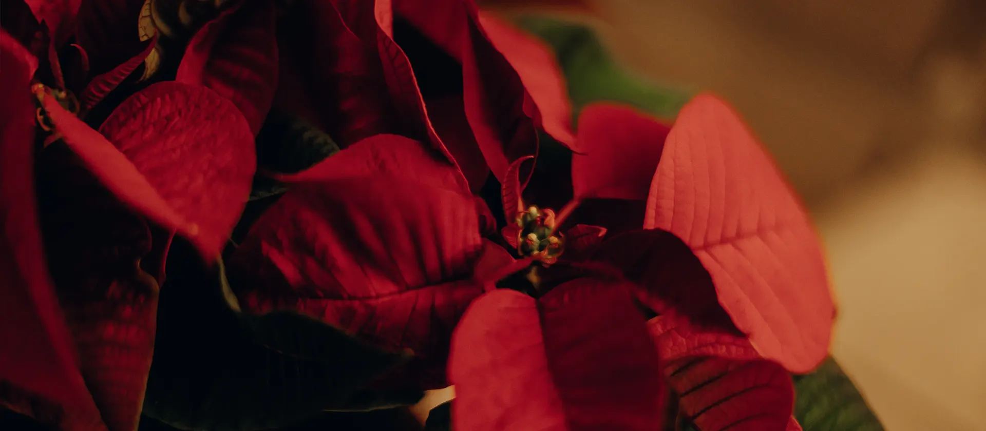 Nochebuena: Ícono de la Navidad