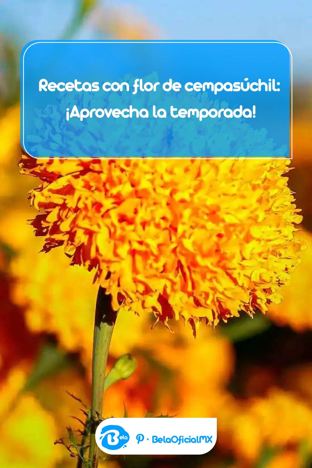 4 Recetas con flor de cempasúchil: ¡Aprovecha la temporada!